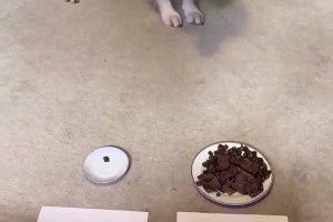 免费足球免费cctv5在线观看